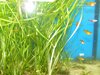 DSCF5529