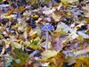 DSCF5922